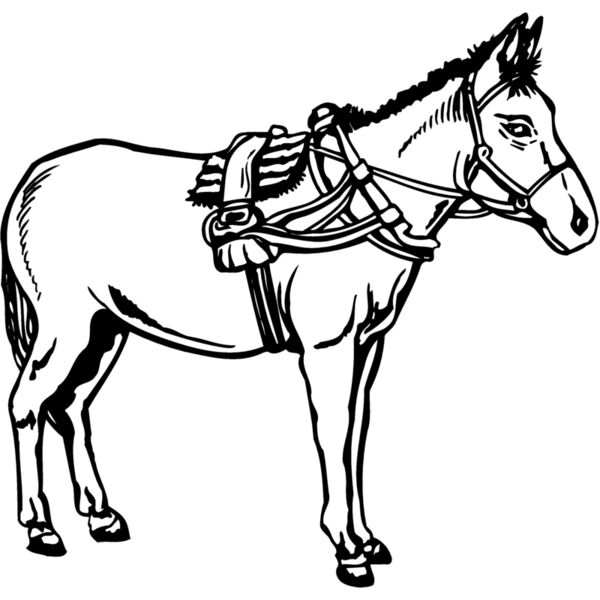 BURRO007 Thumbnail
